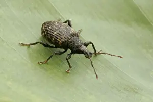 Weevil Prints: Vine Weevil, Pest of cultivated plants. Essex, UK IN000033