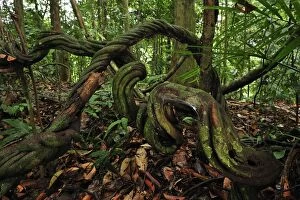 vines / lianas on forest ground
