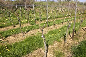 Images Dated 11th April 2007: Vineyard Alsace, France