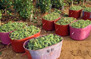 Masses Prints: Vineyard - chardonnay grape for Pouilly Fuisse wine France