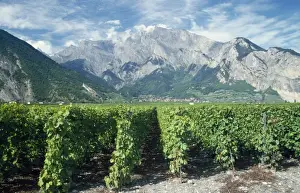 Vineyard South Valais, near Sion, Switzerland