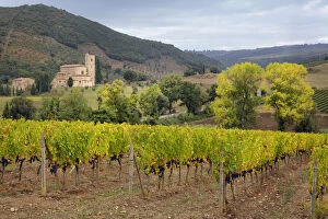 Abbey Gallery: Vineyard and St. Antimo Abbey, near Montalcino