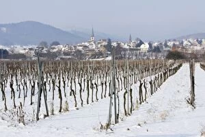 Images Dated 27th January 2006: Vineyard - in winter with snow. Mittelbergheim - Alsace - France