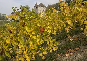 Chateau Prints: Vineyards in autumn, at Old chateau north of Ruffieux. Haute-Savoie, France