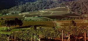 Images Dated 14th January 2009: Vineyards of the Lower Hunter Valley on the slopes of Broken Back Range, Hunter Valley