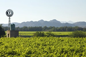 Vineyards and windmill in Orange River Valley at Kakamas, near Upington, Northern Cape Vineyards and windmill in Orange River Valley at Kakamas, near Upington, Northern Cape