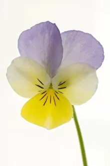 Viola flower - on white background