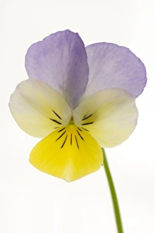 Viola flower - on white background Viola flower - on white background