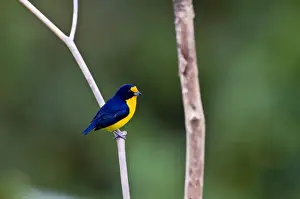 Trinidad Prints: Violaceous Euphonia - on branch - Asa Wright Centre - Trinidad