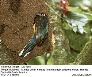 Attached Gallery: Violaceous TROGON - at nest, which is made in termite