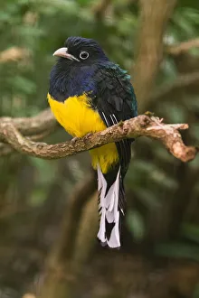 Controlled Collection: Violaceous Trogon, perched on branch, under controlled conditions, Lower Saxony, Germany