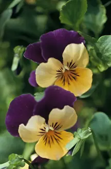 Pansy Prints: Violet