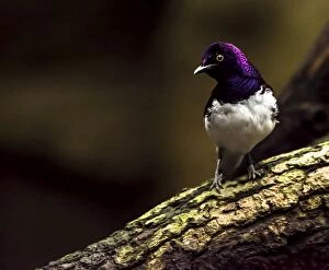 Starling Gallery: Violet-backed Starling