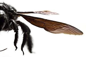 Violet Carpenter Bee detail of wings Galicia Spain