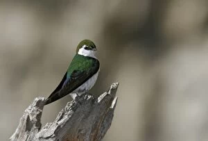 Images Dated 3rd July 2005: Violet-green Swallow Yellowstone National Park
