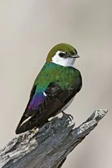 Images Dated 3rd July 2005: Violet-green Swallow Yellowstone National Park, Wyoming, USA