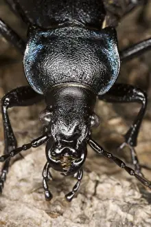 Coleoptera Prints: Violet Ground Beetle (Carabus violaceus), close-up. Dorset