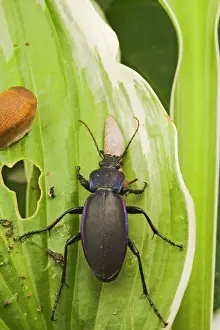 Slug Prints: Violet Ground Beetle – eats slug on Hosta Bedfordshire UK 003261