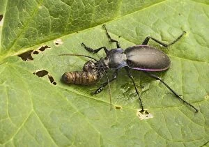 Images Dated 1st September 2006: Violet Ground Beetle – feeding on leatherjacket Bedfordshire UK 003251