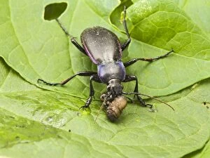 Images Dated 1st September 2006: Violet Ground Beetle – feeding on leatherjacket Bedfordshire UK 003258