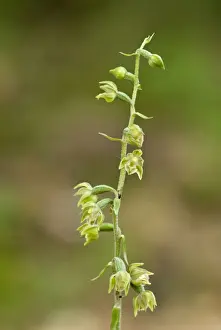Helleborines Prints: Violet Helleborine - Bukk National Park - Hungary
