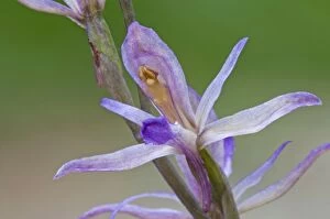 Violet Limodore detail of single flower