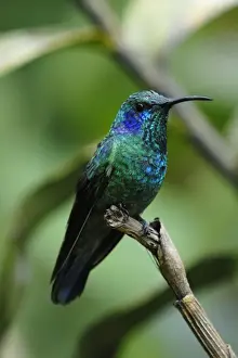Violet sabrewing