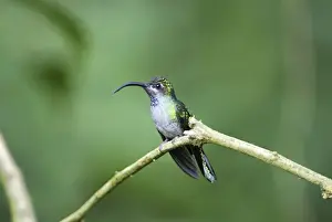 Violet Sabrewing Costa Rica