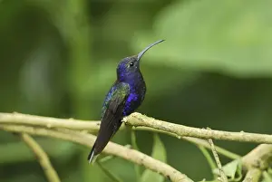 Violet Sabrewing Costa Rica