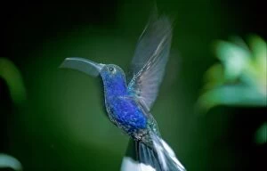 Violet Sabrewing Hummingbird - In flight