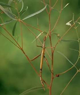 Violet Stick Insect - Feeds on eucalypt leaves, Eastern Australia JPF02892
