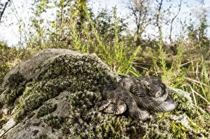 One Animal Gallery: Viperine water snake (Natrix maura) basking on moss in habitat, Liguria, Italy Date: 08-May-17