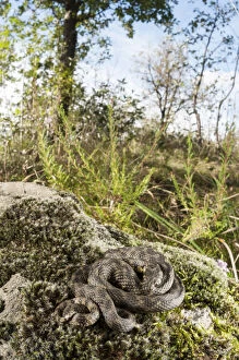 Images Dated 15th April 2020: Viperine water snake (Natrix maura) basking on moss in habitat, Liguria, Italy Date: 08-May-17