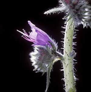 Stems Prints: Viper's buglos - close-up