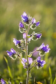 Images Dated 21st June 2012: Viper's Bugloss