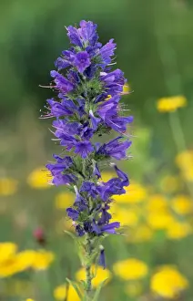 Vipers Prints: Viper's bugloss