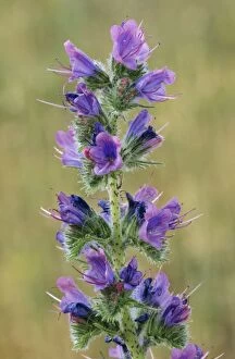 VIPERs BUGLOSS - in flower