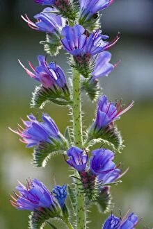 Bugloss Gallery: Viper's Bugloss - in flower. Common plant of roadsides and grasslands