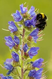 Viper Gallery: Viper's Bugloss - in flower - with visiting bumblebee