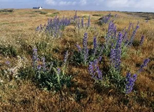 Images Dated 7th July 2004: Viper's Bugloss On shingle, Dungerness, Kent, UK