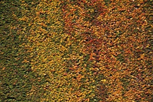 Plant Textures Collection: Virginia Creeper