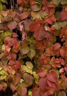 Virginia creeper, covering old wall; showing autumn colour