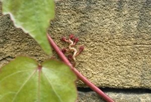 Images Dated 16th November 2007: Virginia Creeper - suckers on sandstone wall