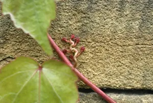 Creepers Prints: Virginia Creeper - suckers on sandstone wall