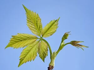Virginia Creeper - young leaves in spring