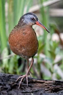 Images Dated 15th May 2003: Virginia Rail