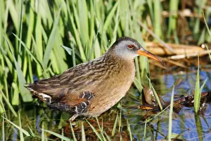 Virginia Rail