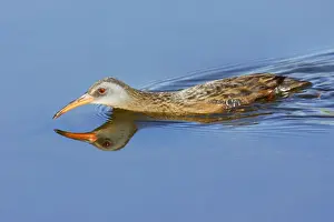 Rail Prints: Virginia Rail