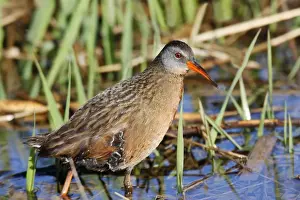 Virginia Rail