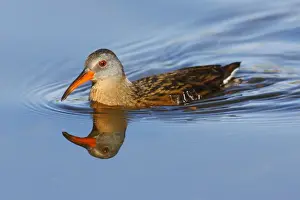Virginia Rail